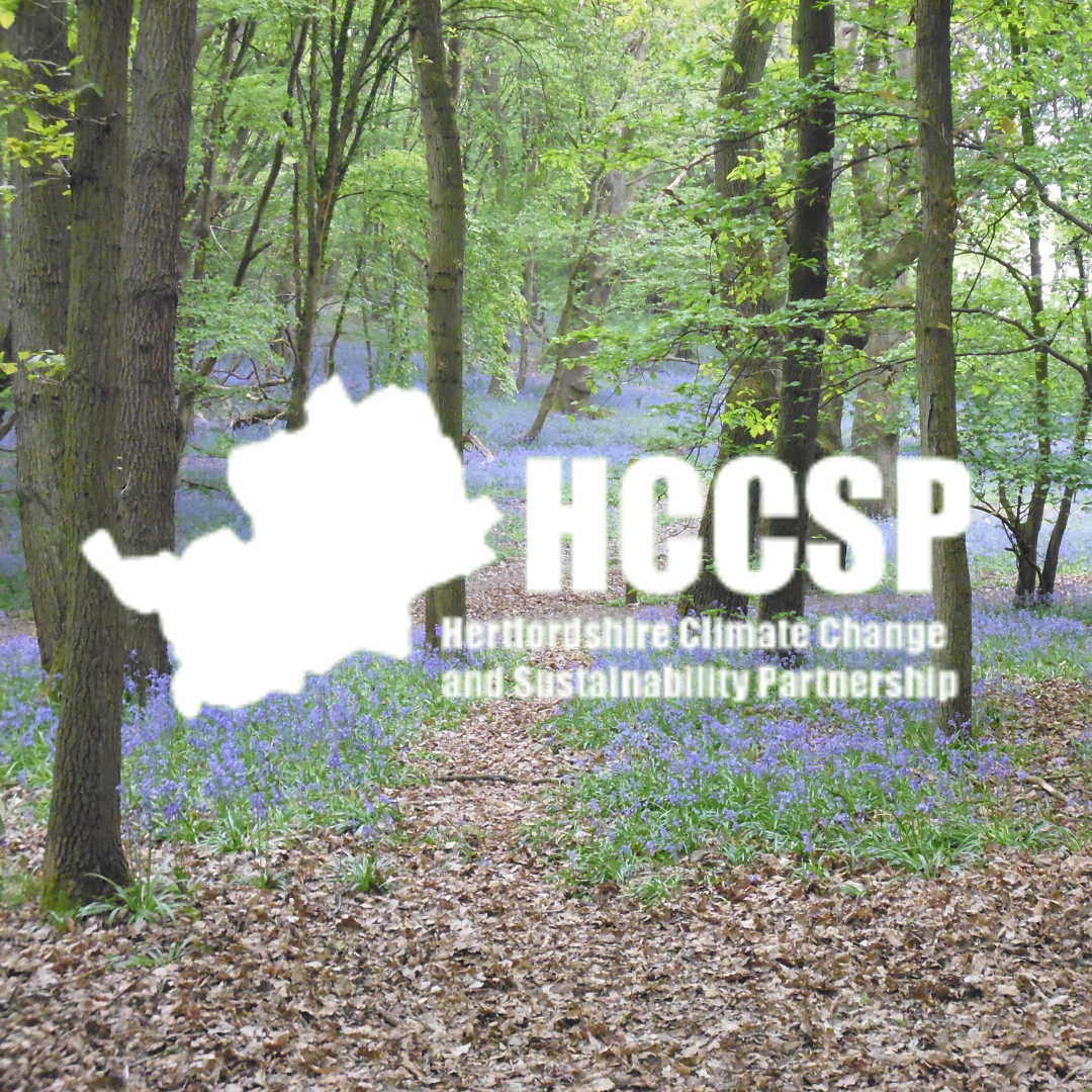 HCCSP logo