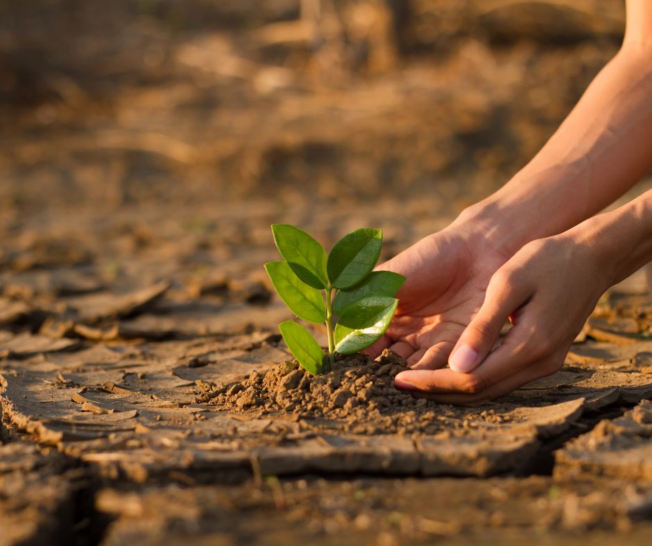 plant growing from soil