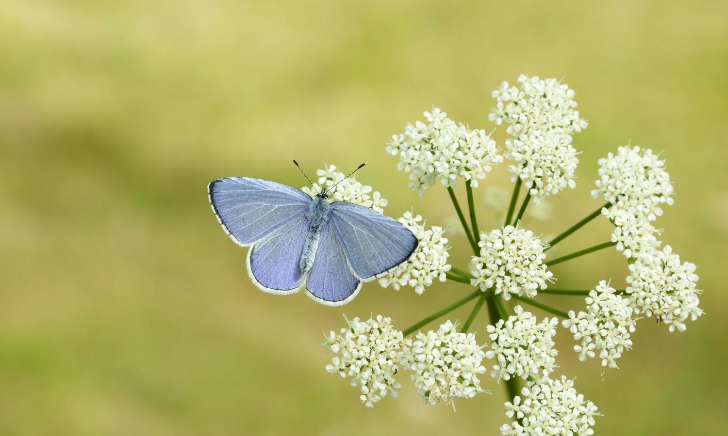 Butterfly on dandelion plant