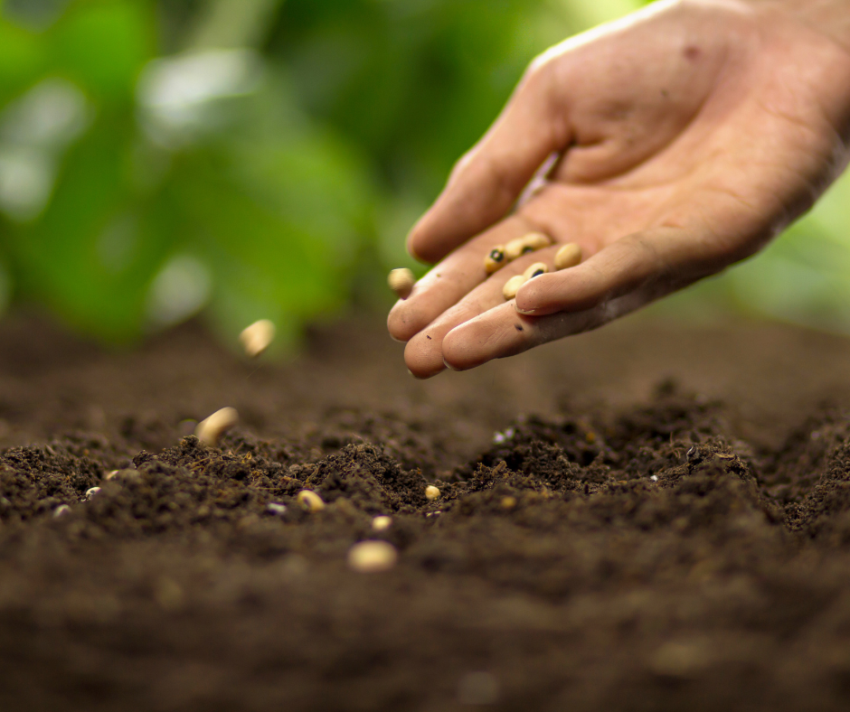 Seed planting