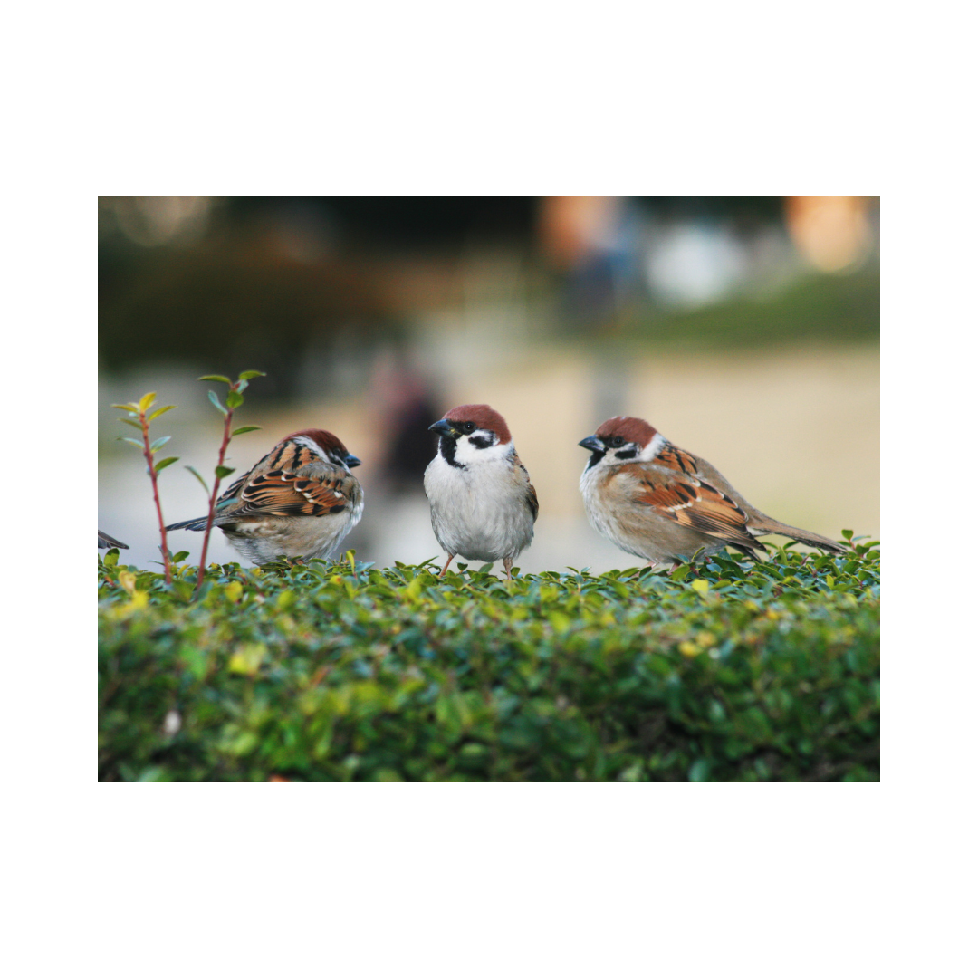 Sparrows and Hedge