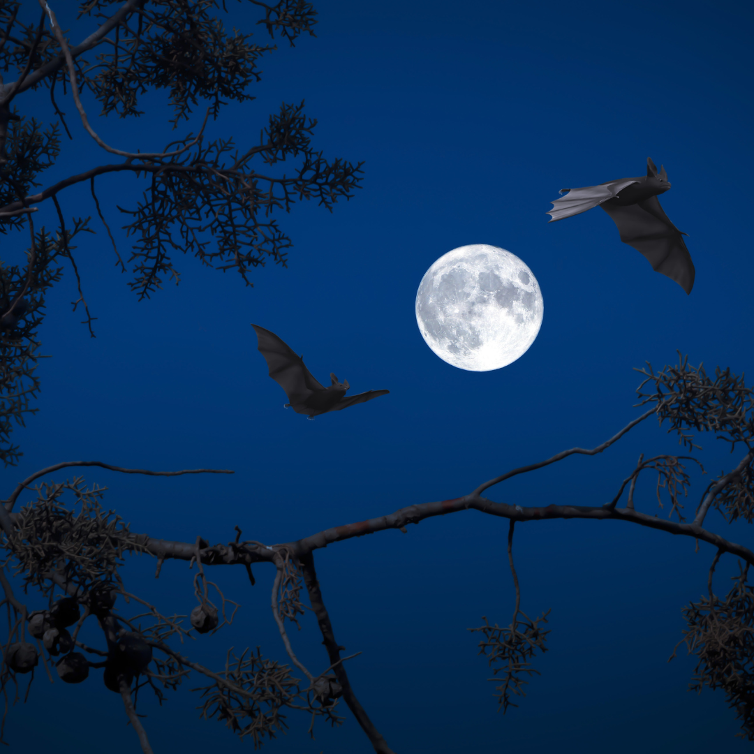 Bats at night