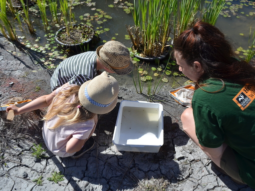 Pond dipping