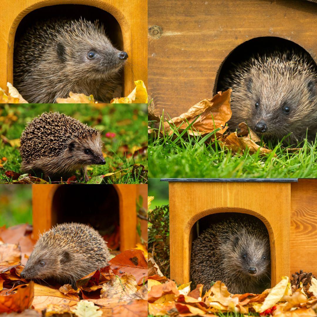 Hedgehog home