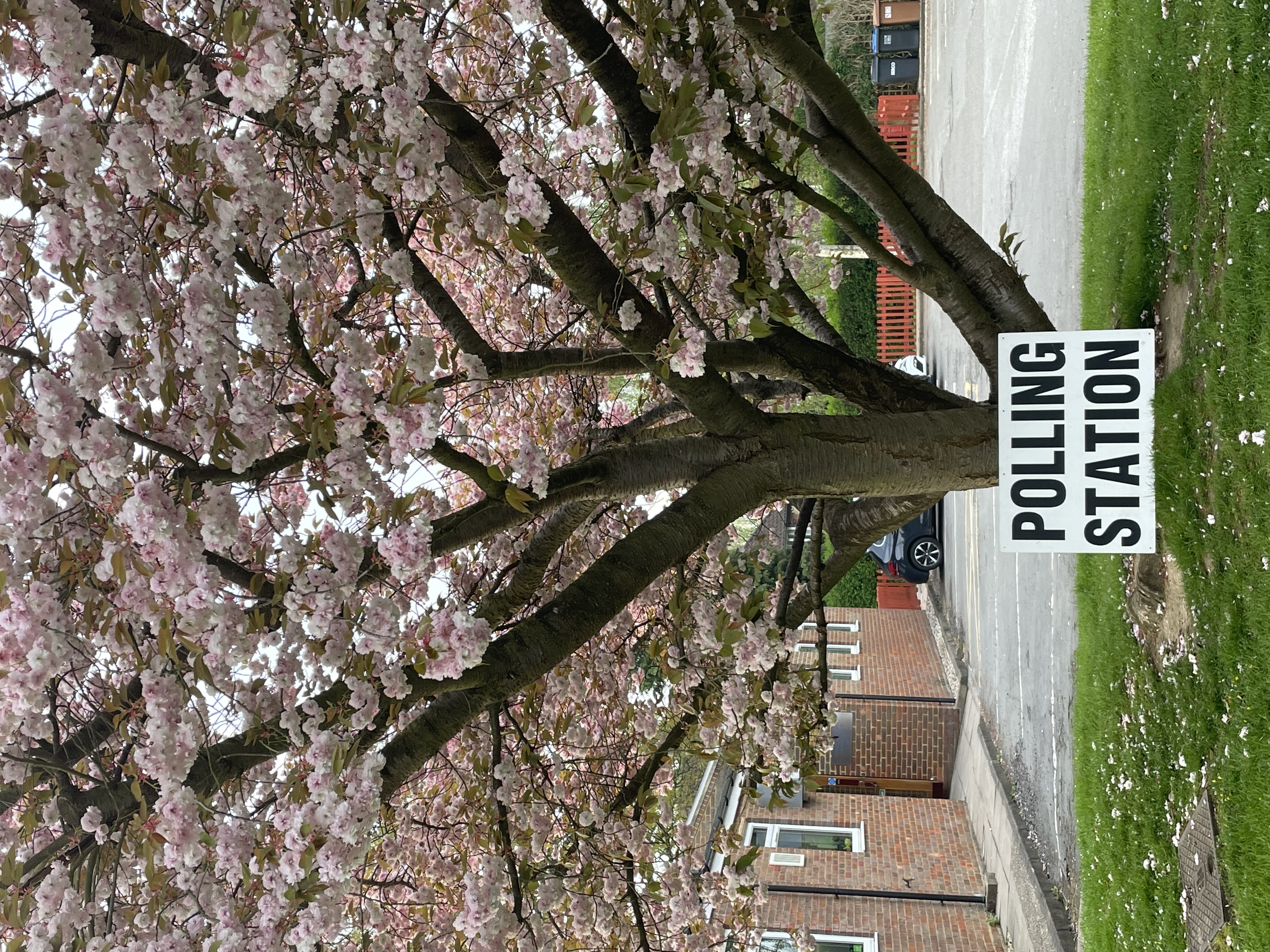 blossom tree with polling station sign underneath