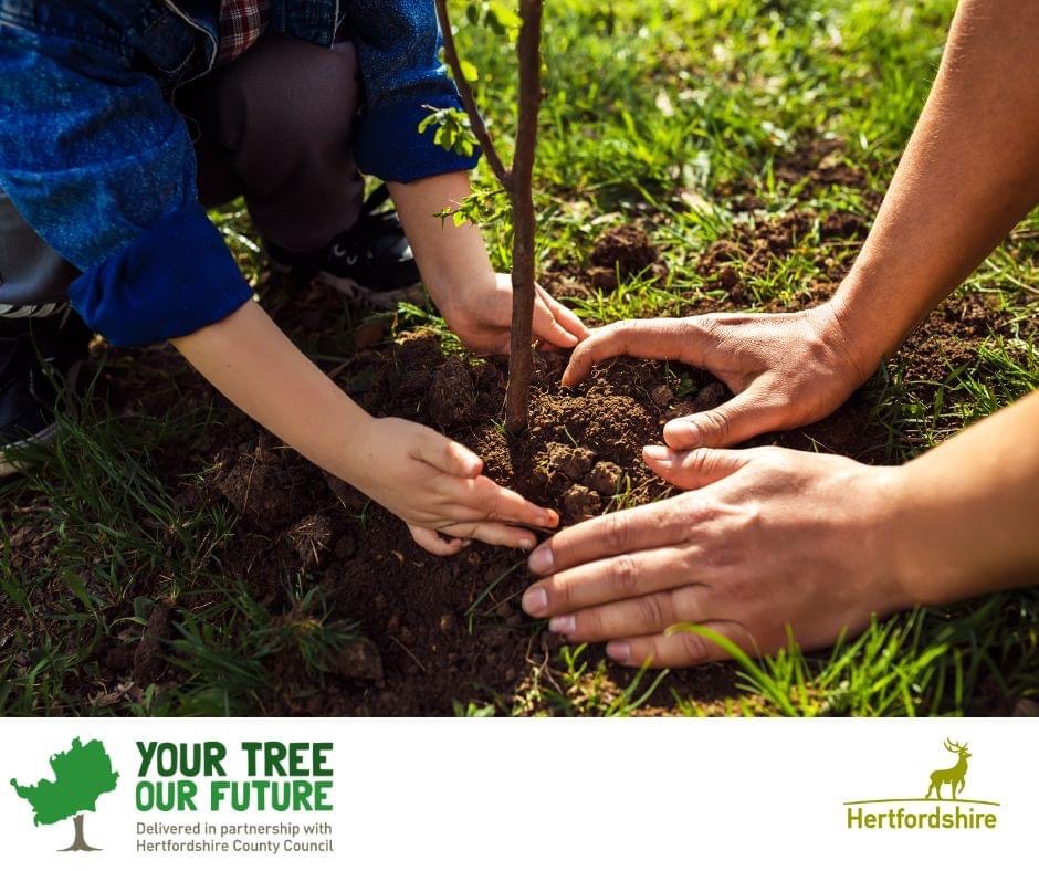 People hands planting a tree