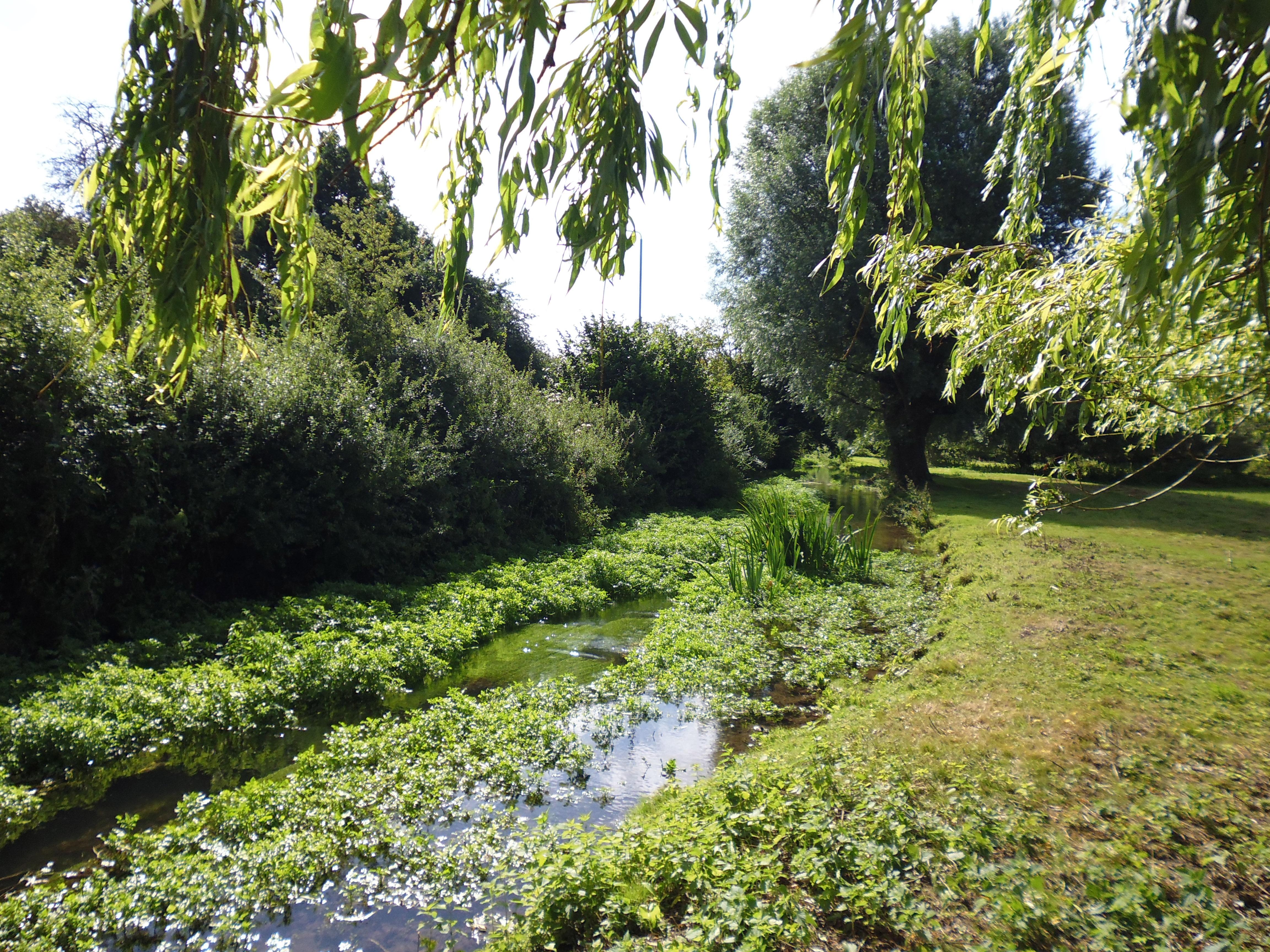 Image of a forest