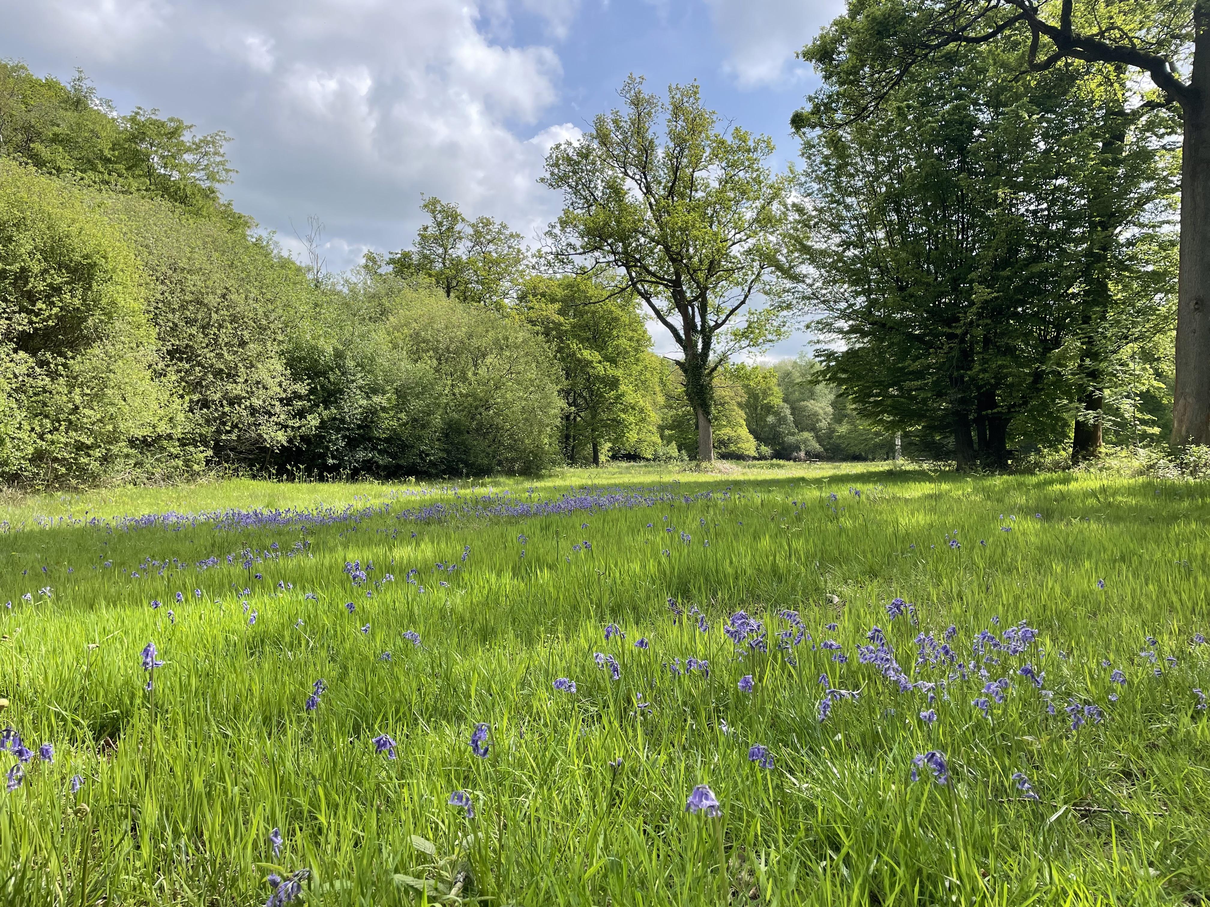 Northaw Great Wood