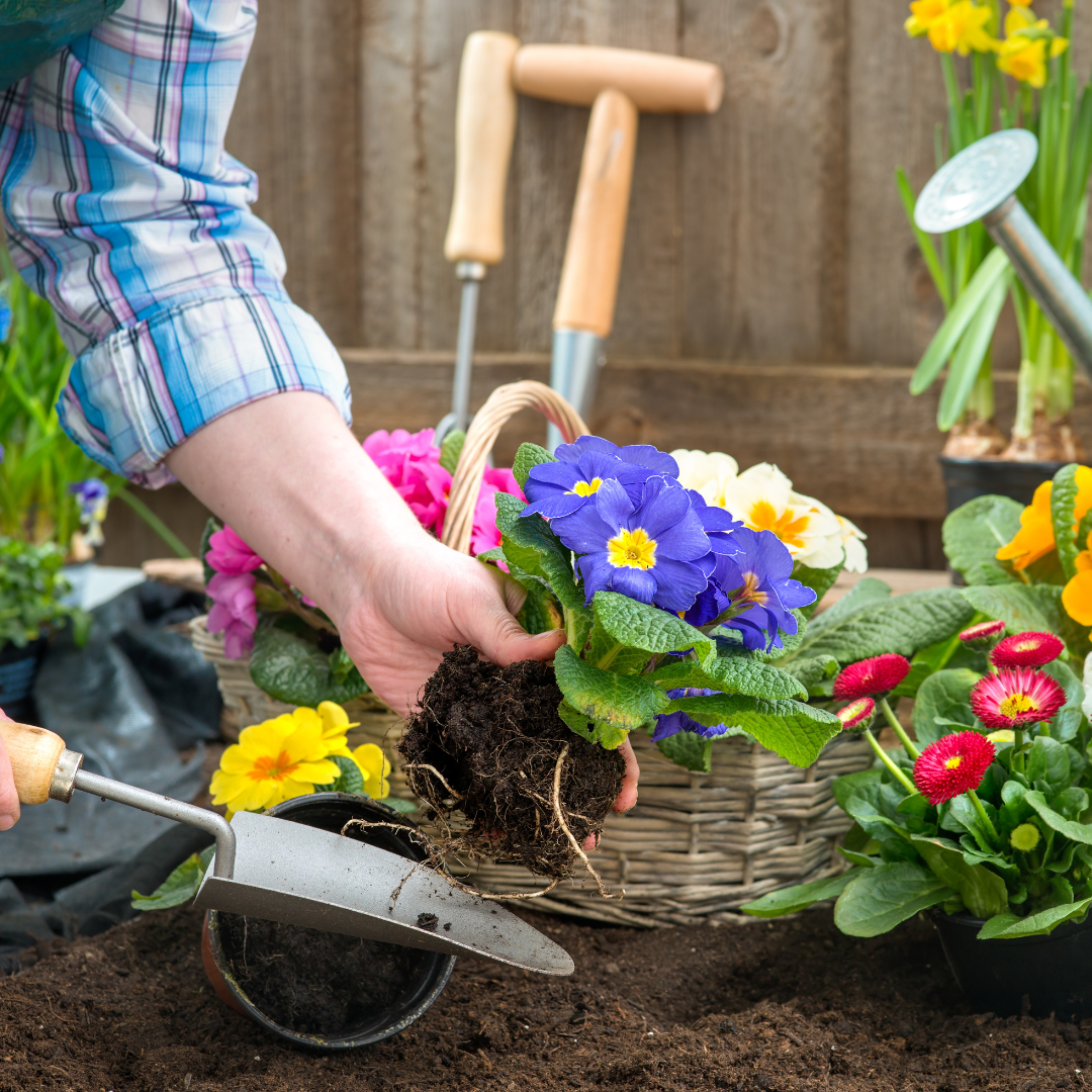 A person planting flowers