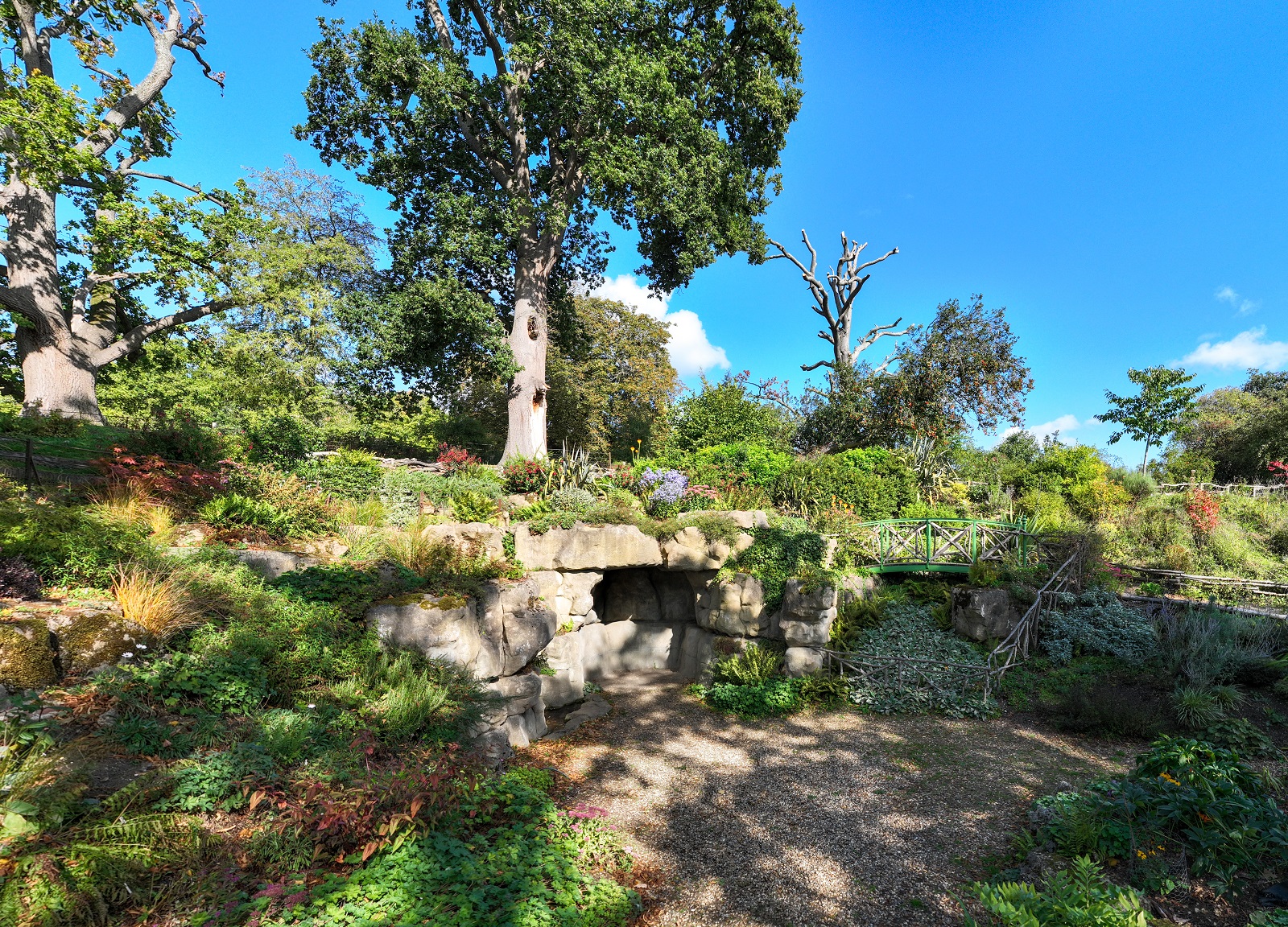 Sloping area of green land covered with ferns and trees.