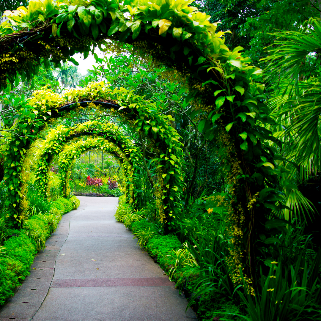 Green bush archway.
