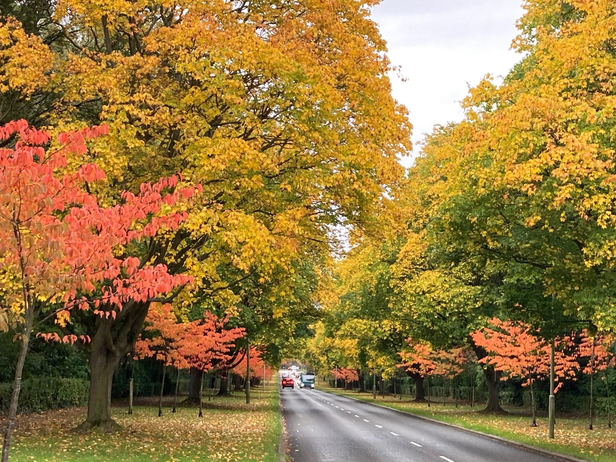 Autumnal trees on digswell road