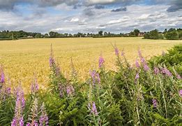 Environmental improvement grants. Picture of a lavender field.