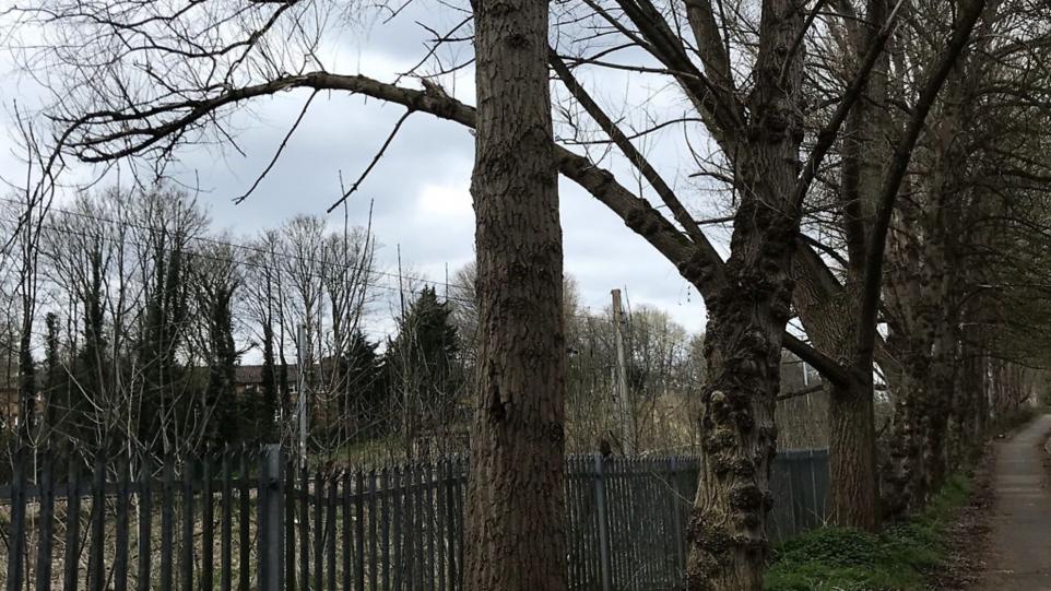 Trees to be removed along Lyles Lane – One Welwyn Hatfield