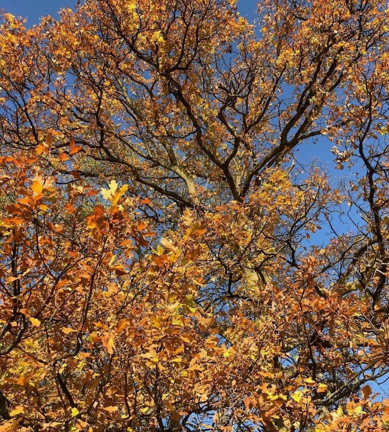 Autumnal tree with blue sky