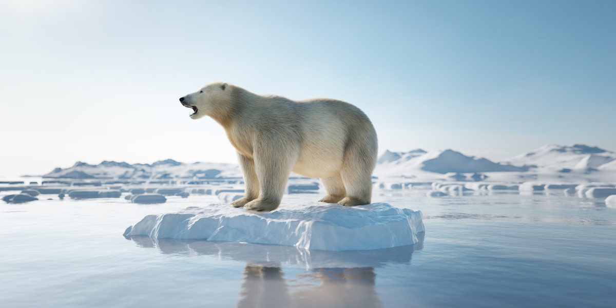 Polar bear on ice cap