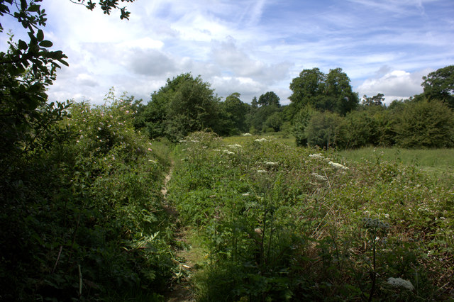 fields and green trees